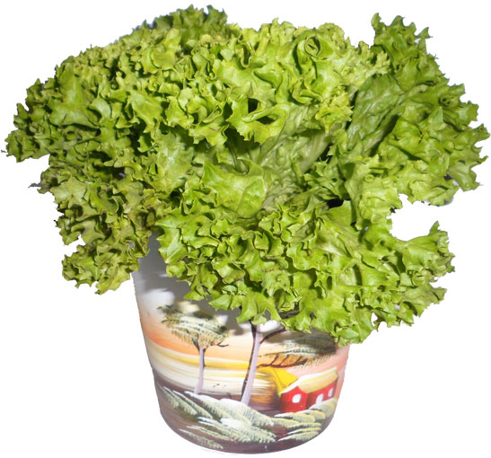 Листовой салат на подоконнике. выращивание из семян