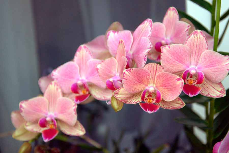 Орхидея фаленопсис: уход в домашних условиях. чем подкармливать