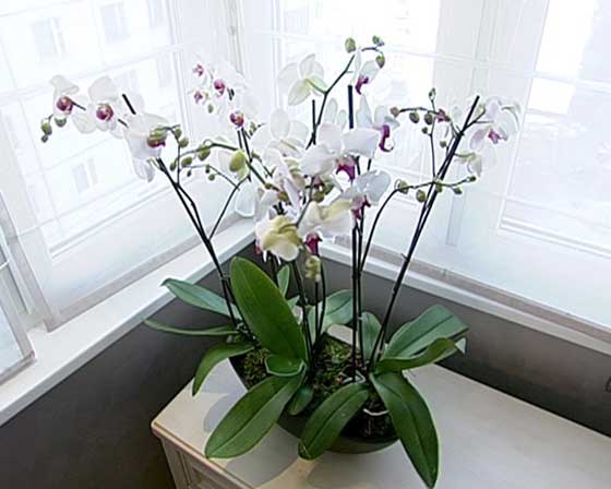 Орхидеи в спальне. вредно ли держать их в комнате. фото орхидей
