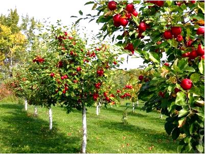Как выбрать для посадки плодовые деревья?